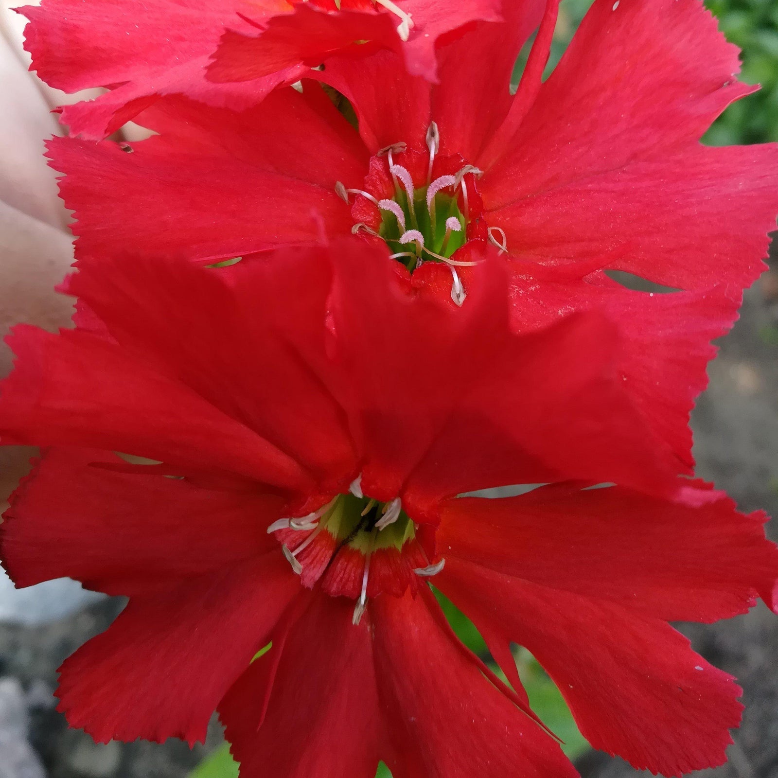 Lychnis 'Lipstick' ~ Lipstick Maltese Cross-ServeScape