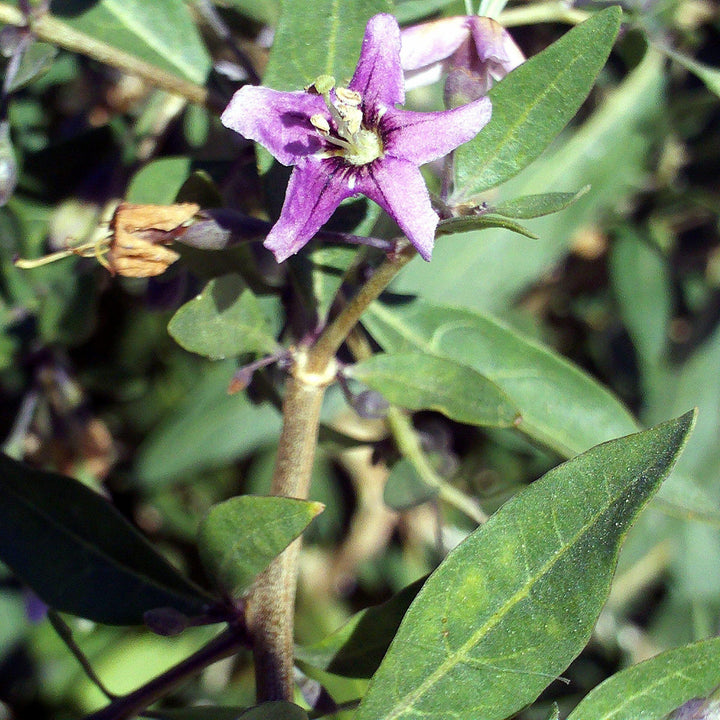Lycium barbarum ~ Goji Berry, Wolfberies - Delivered By ServeScape