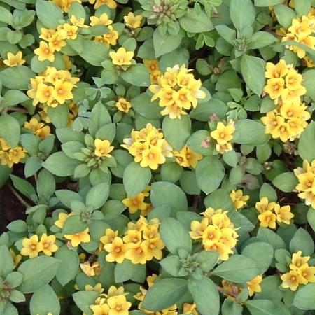 Lysimachia congestiflora 'Eco Dark Satin' ~ Eco Dark Stain Creeping Jenny-ServeScape