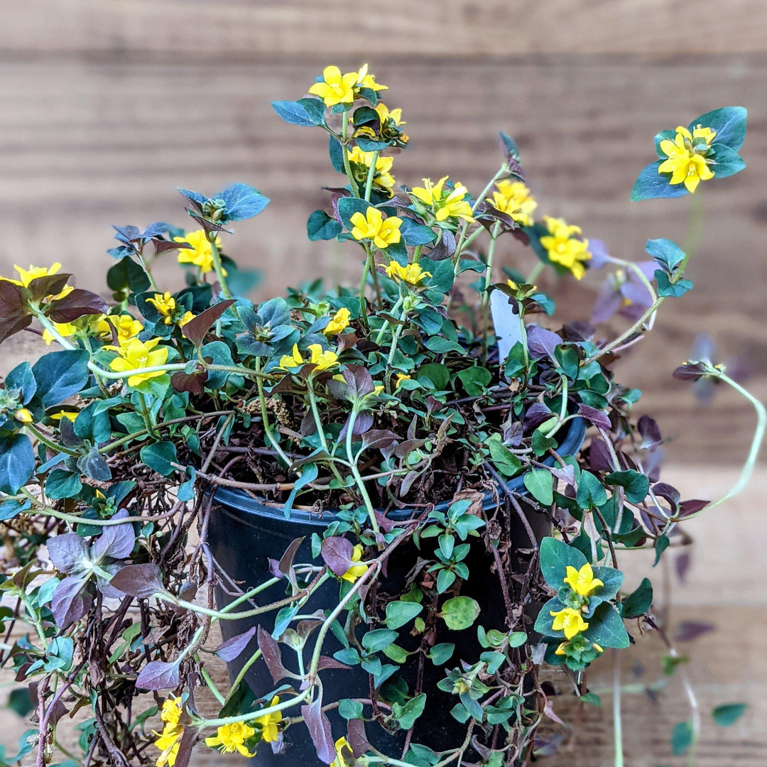 Lysimachia congestiflora 'Eco Dark Satin' ~ Eco Dark Stain Creeping Jenny-ServeScape