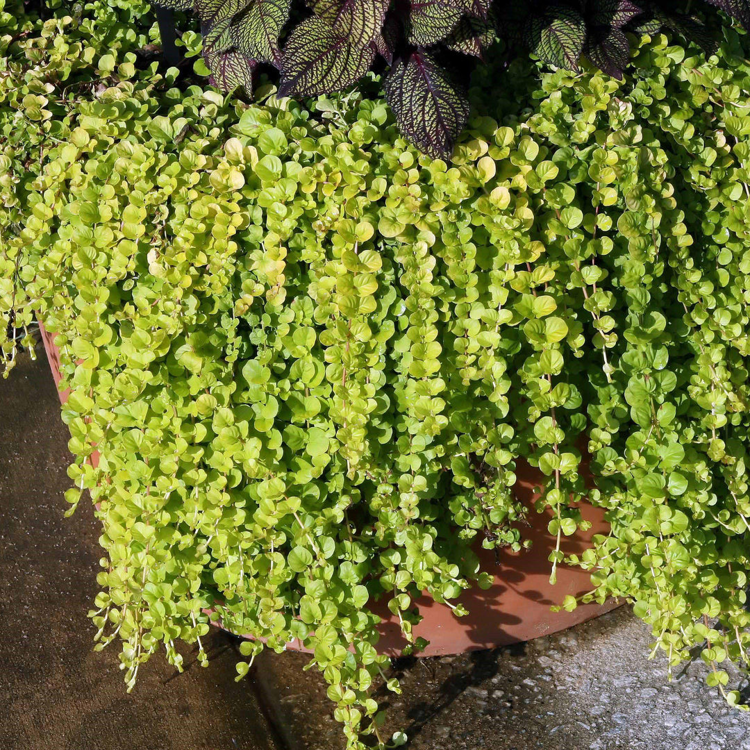 Lysimachia nummularia 'Aurea'  ~ Golden Creeping Jenny - Delivered By ServeScape