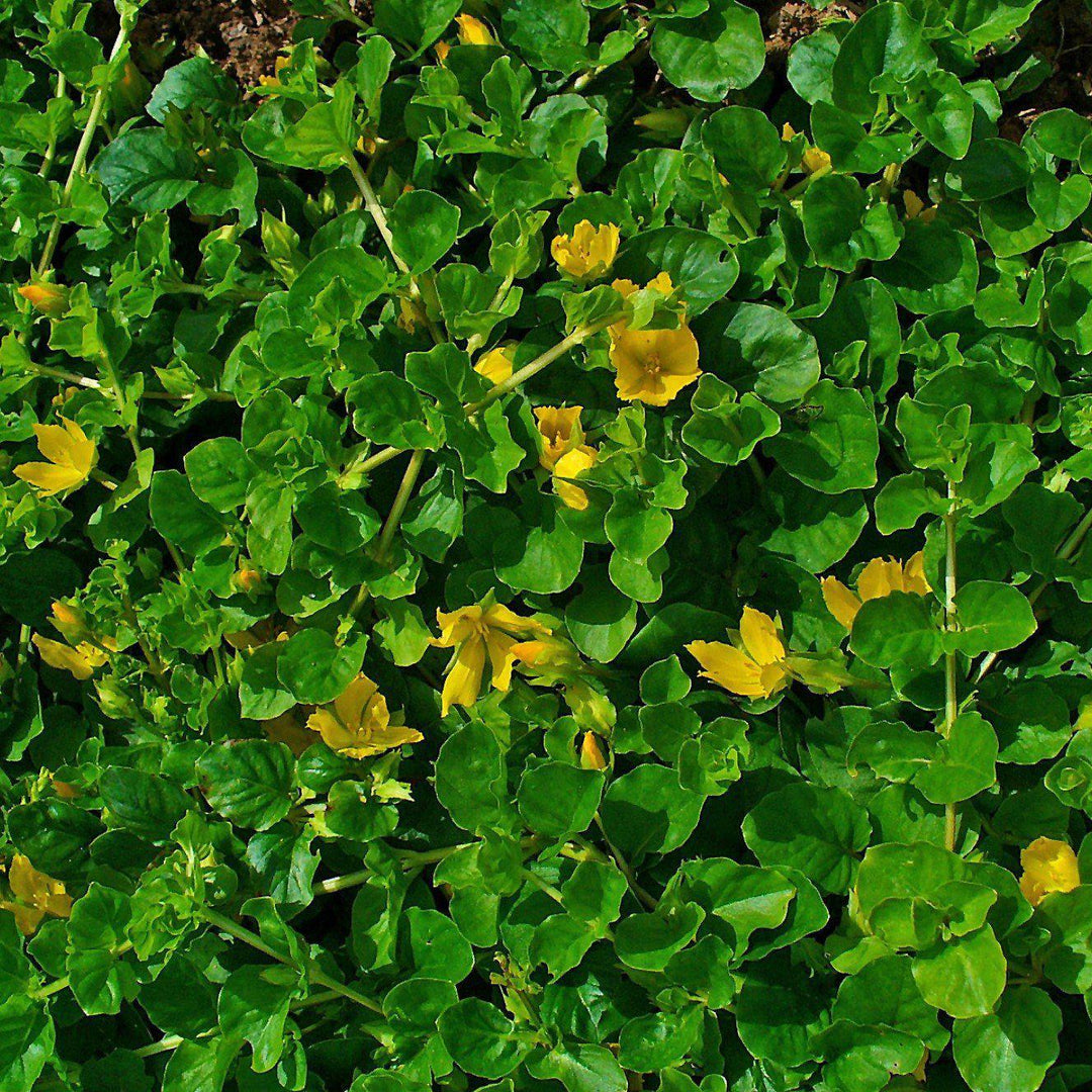 Lysimachia nummularia ~ Creeping Jenny-ServeScape