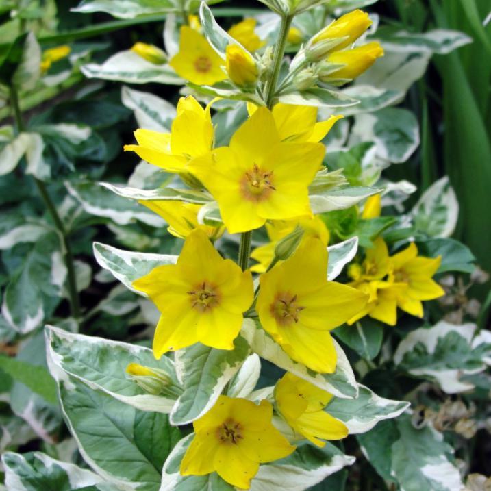 Lysimachia punctata 'Alexander' ~ Alexander Loosestrife - Delivered By ServeScape