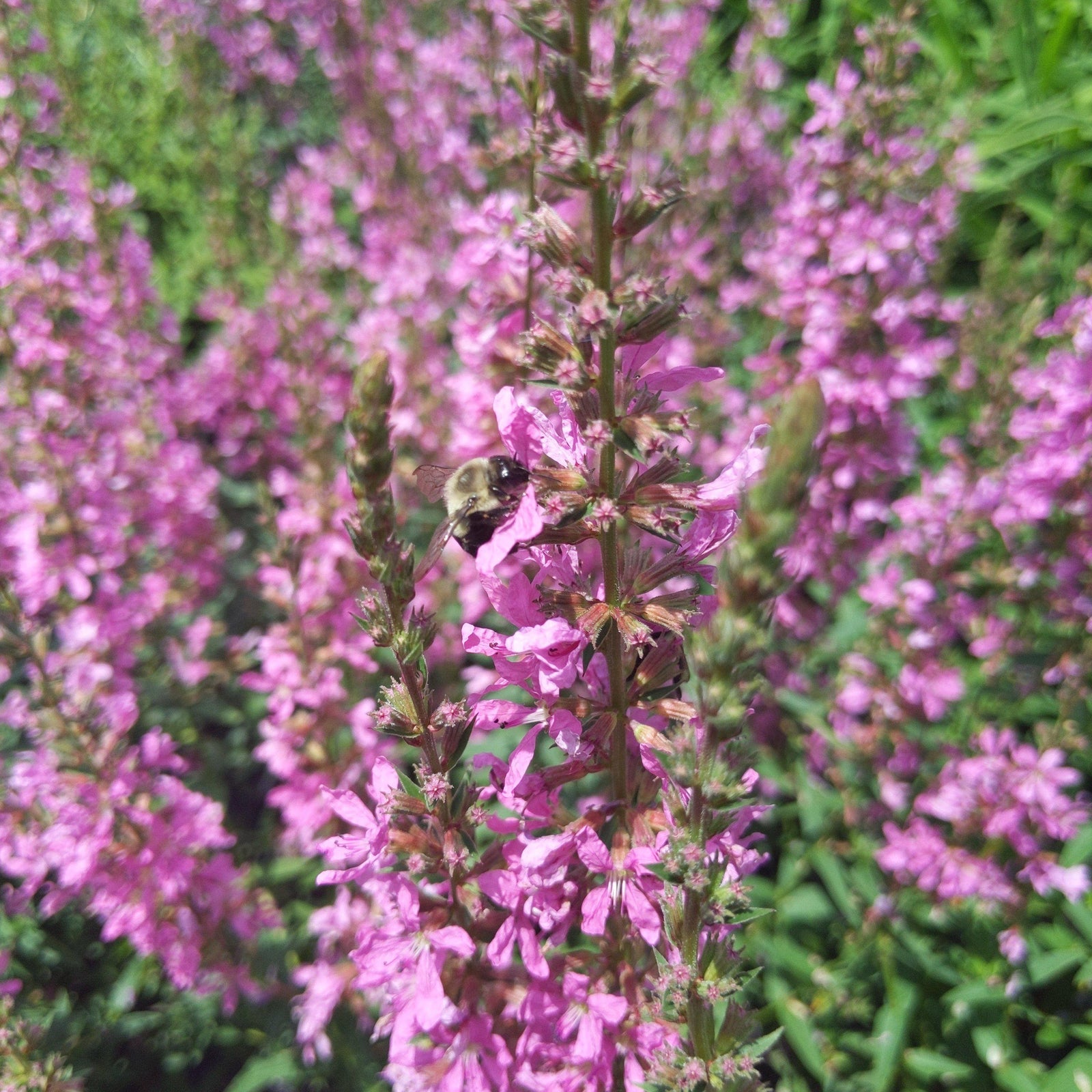 Lythrum salcaria 'Morden's Pink' ~ Morden's Pink Loosestrife