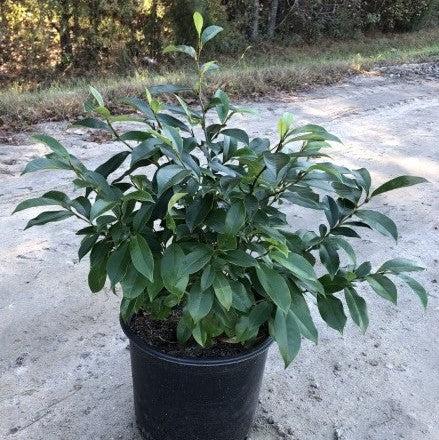 Michelia figo ~ Banana Shrub-ServeScape