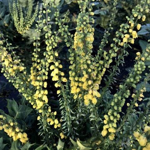 Mahonia × media ‘Winter Sun’ ~ Winter Sun Mahonia-ServeScape