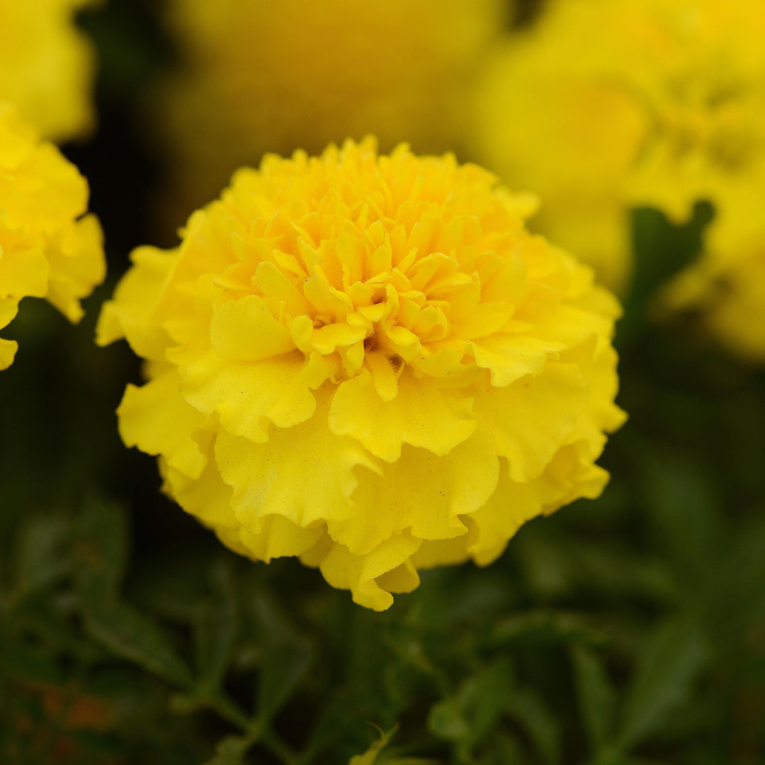 Tagetes patula 'PAS1077396' ~ Hot Pak® Yellow French Marigold-ServeScape