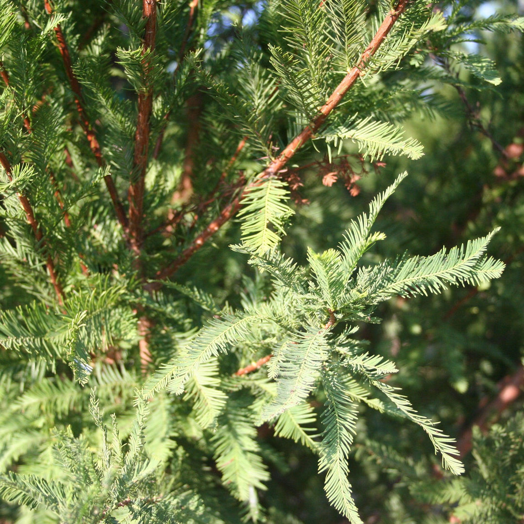 Taxodium distichum 'TDMTF' ~ Uptyn™ Bald Cypress-ServeScape