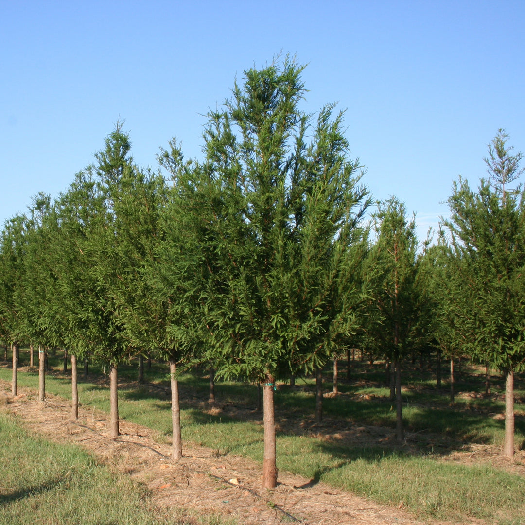 Taxodium distichum 'TDMTF' ~ Uptyn™ Bald Cypress-ServeScape
