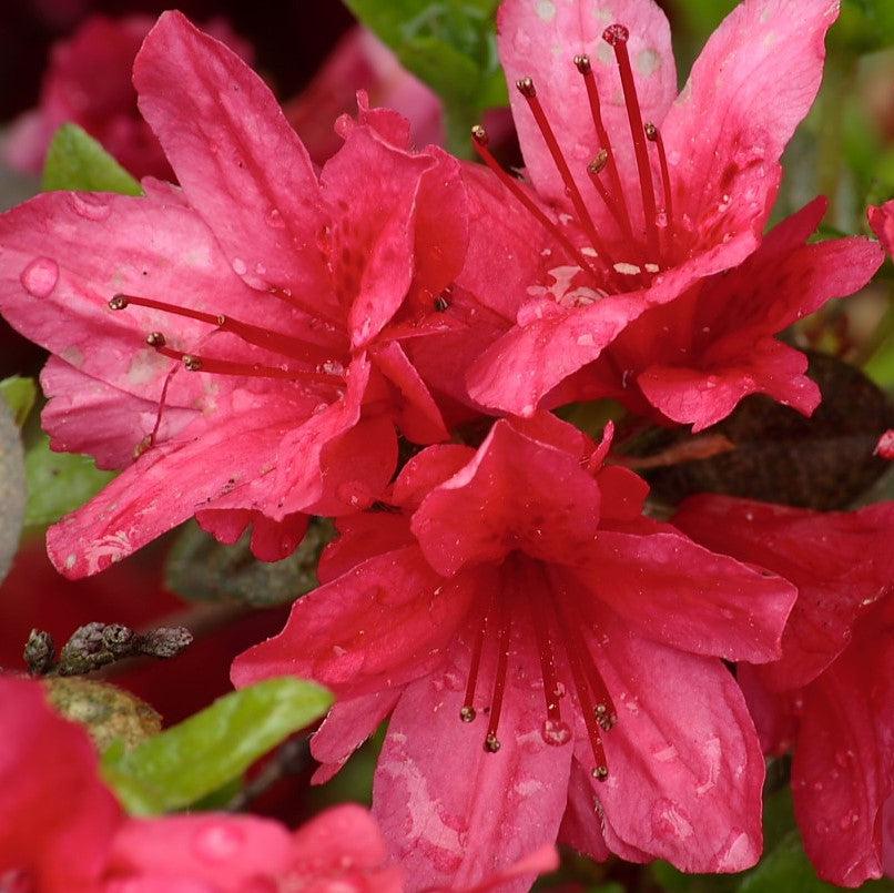 Azalea x kurume 'Christmas Cheer' ~ Christmas Cheer Azalea-ServeScape