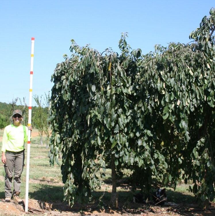 Diospyros virginiana 'JN5' ~ Magic Fountain™ Weeping Persimmon-ServeScape