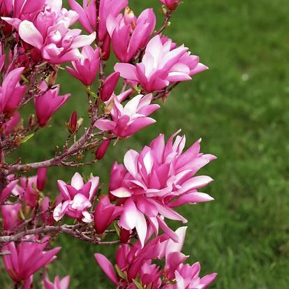 Magnolia 'Betty' ~ Betty Magnolia