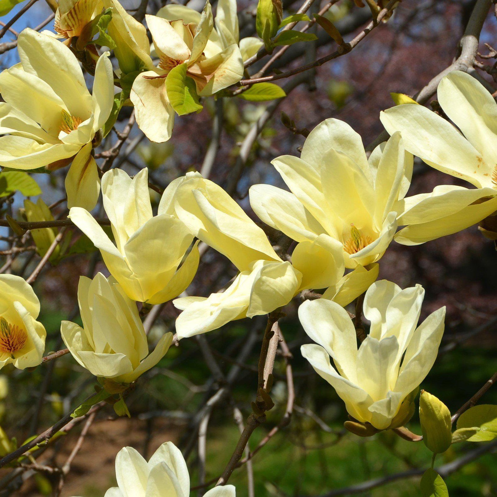 Magnolia 'Elizabeth' ~ Elizabeth Magnolia-ServeScape
