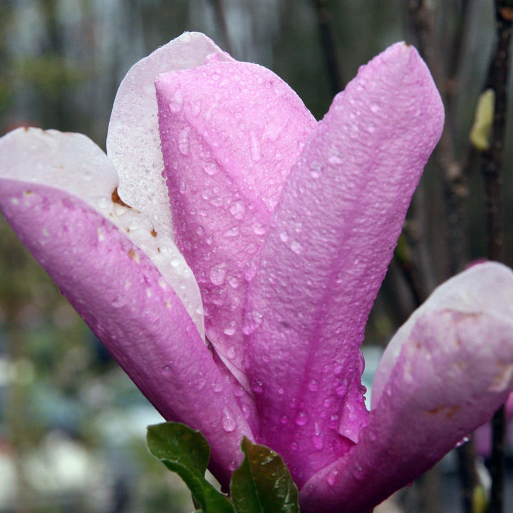 Magnolia 'Jane' ~ Jane Magnolia - Delivered By ServeScape