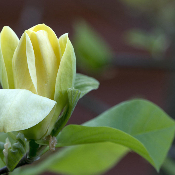 Magnolia acuminata 'Yellow Bird' ~ Yellow Bird Magnolia - Delivered By ServeScape