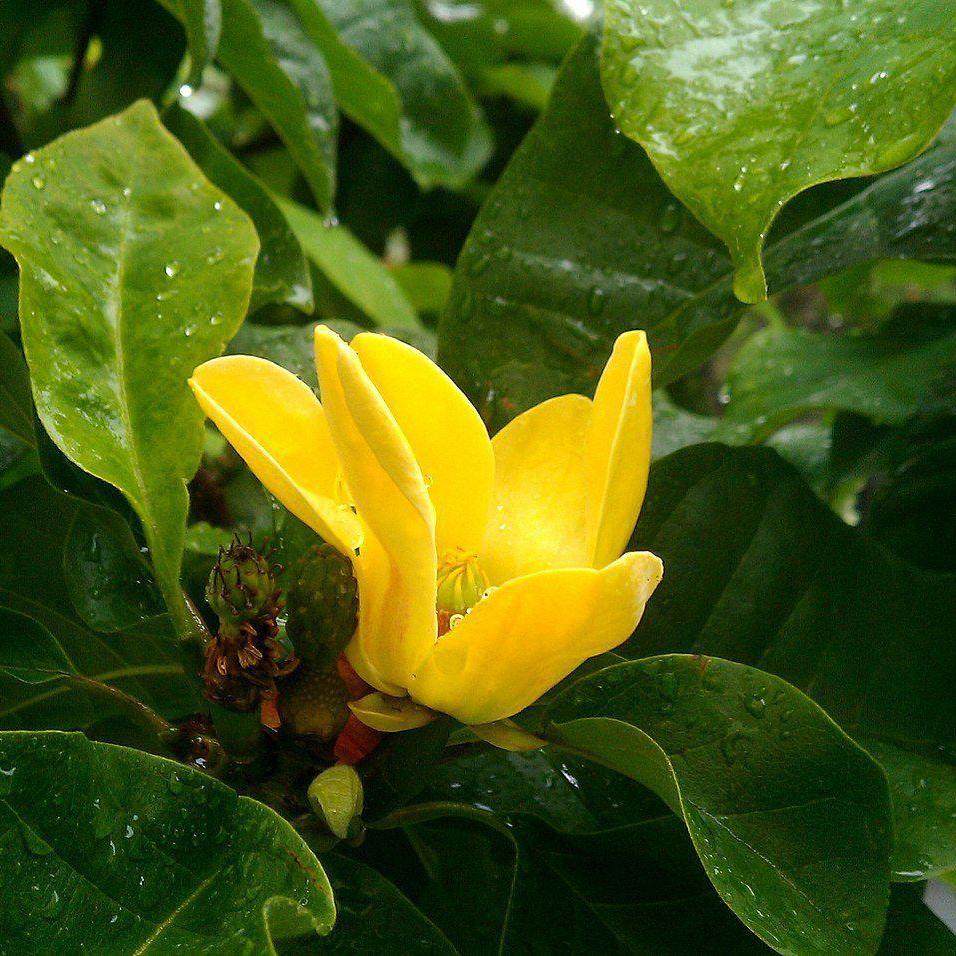 Magnolia acuminata 'Yellow Bird' ~ Yellow Bird Magnolia - Delivered By ServeScape