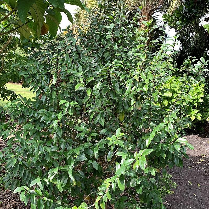 Magnolia figo 'Stellar Ruby' ~ Stellar Ruby Magnolia, Banana Shrub-ServeScape