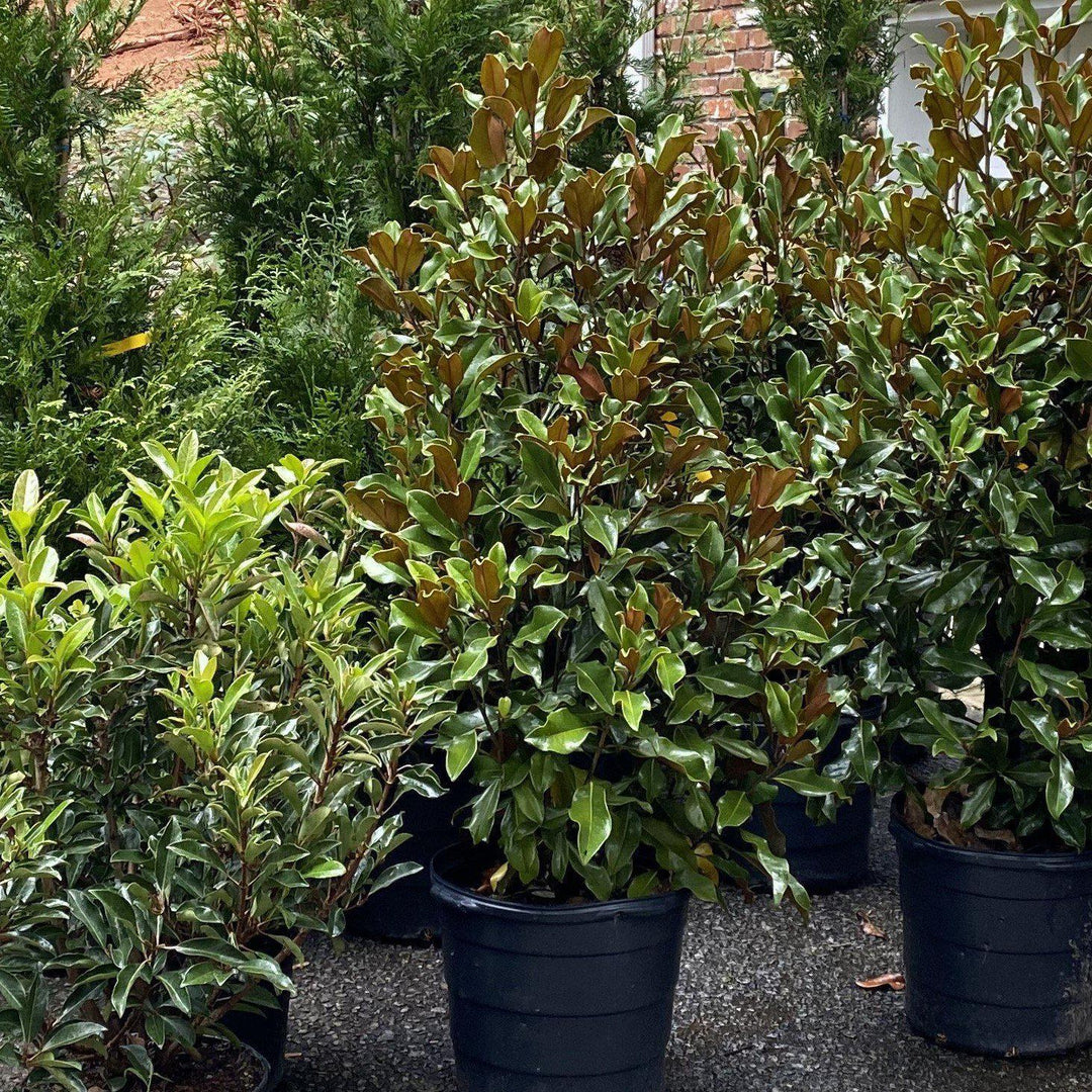 Magnolia grandiflora 'Bracken's Brown Beauty' ~ Bracken's Brown Beauty Southern Magnolia-ServeScape