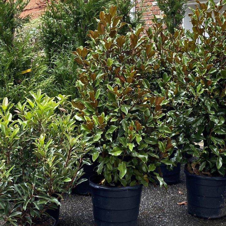 Magnolia grandiflora 'Bracken's Brown Beauty' ~ Bracken's Brown Beauty Southern Magnolia-ServeScape