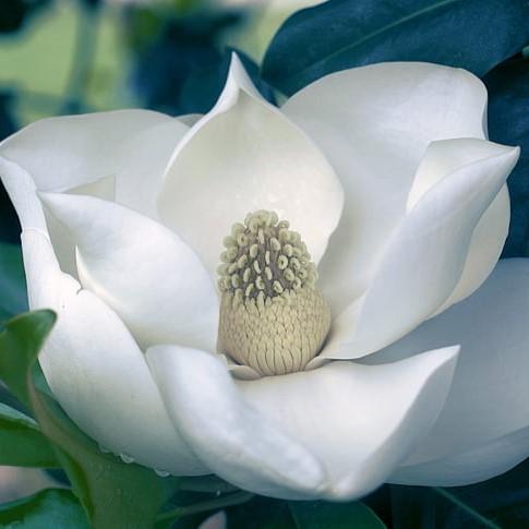 Magnolia grandiflora 'Claudia Wannamaker' ~ Claudia Wannamaker Magnolia - Delivered By ServeScape