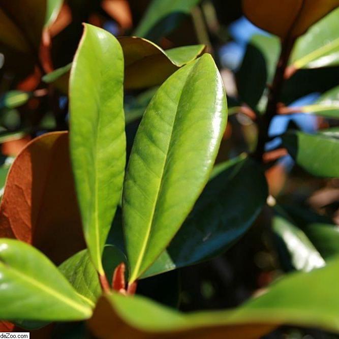 Magnolia grandiflora 'D.D. Blanchard' ~ D.D. Blachard Magnolia - Delivered By ServeScape