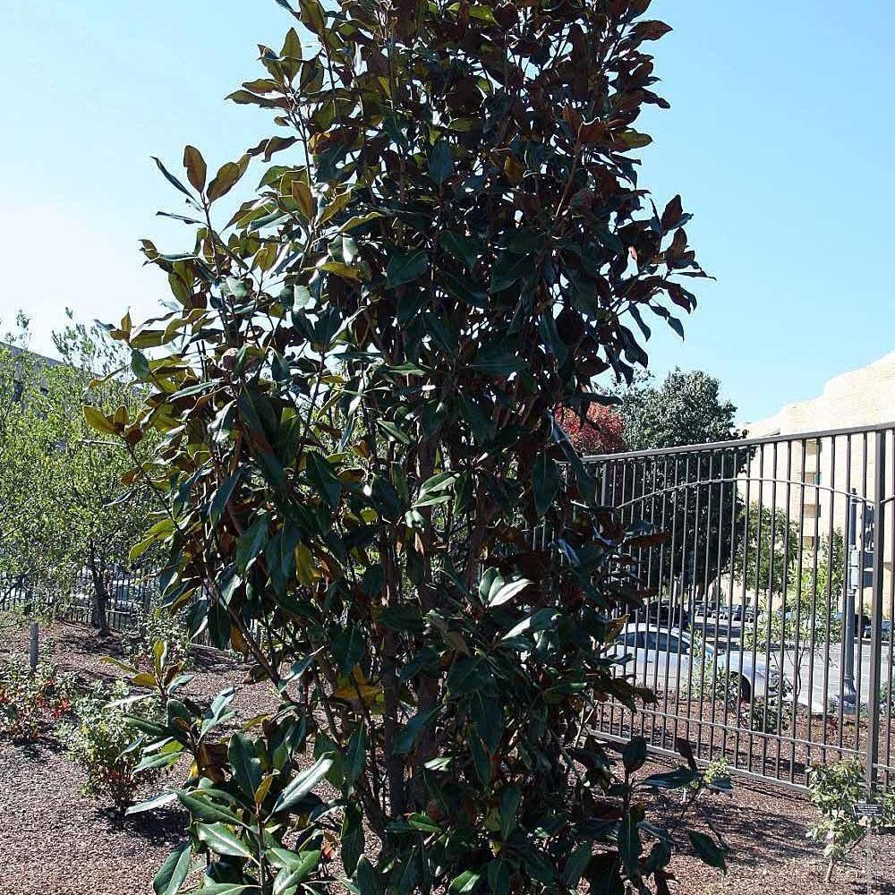 Magnolia grandiflora 'Kay Parris' ~ Kay Parris Magnolia - Delivered By ServeScape