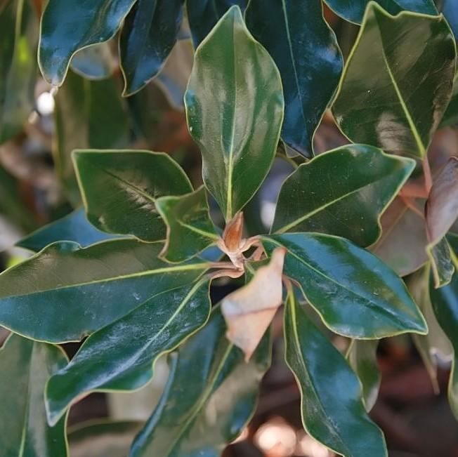 Magnolia grandiflora 'Little Gem' ~ Little Gem Magnolia-ServeScape