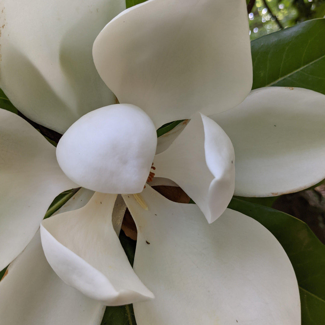Magnolia grandiflora 'Teddy Bear' ~ Teddy Bear Magnolia-ServeScape