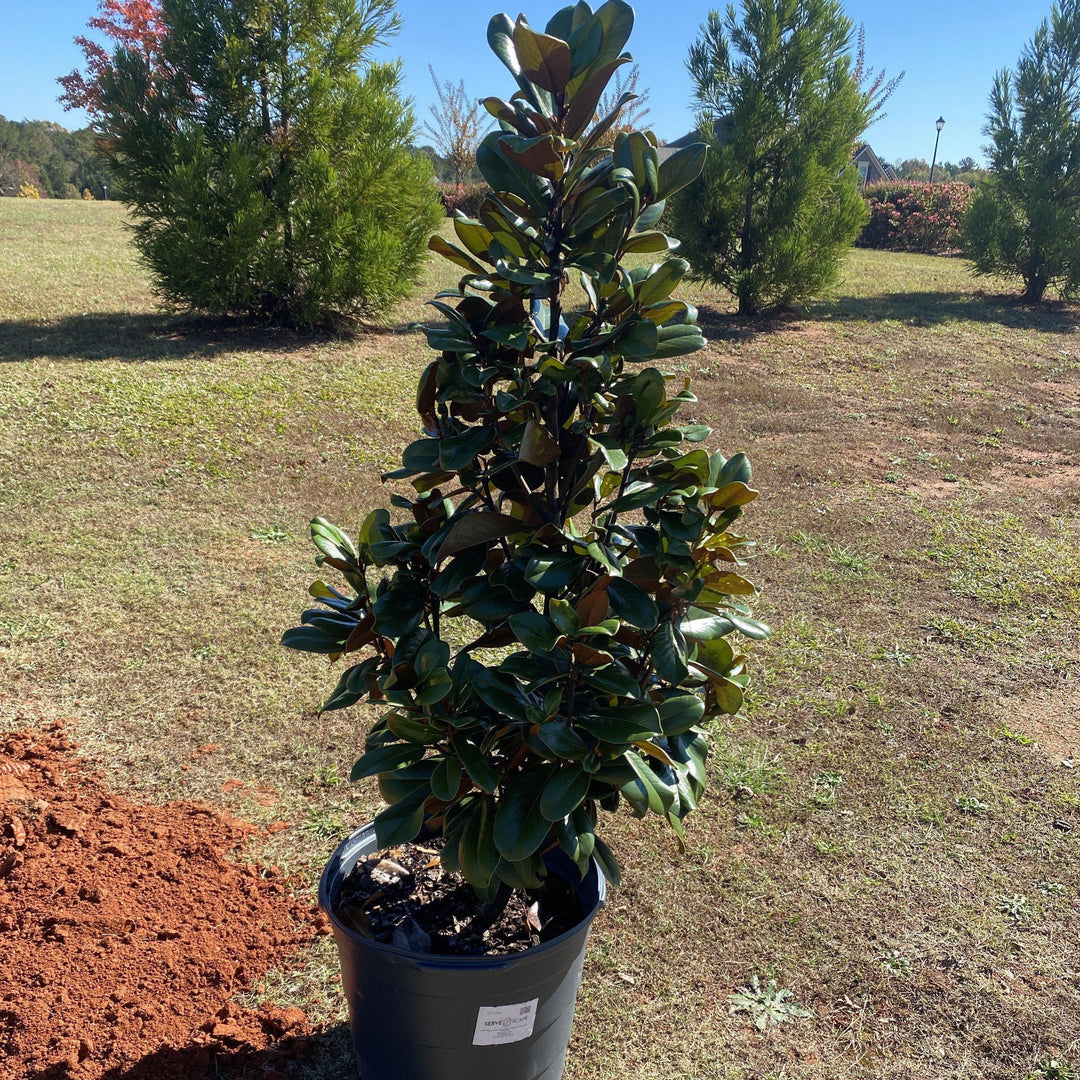 Magnolia grandiflora 'Teddy Bear' ~ Teddy Bear Magnolia-ServeScape