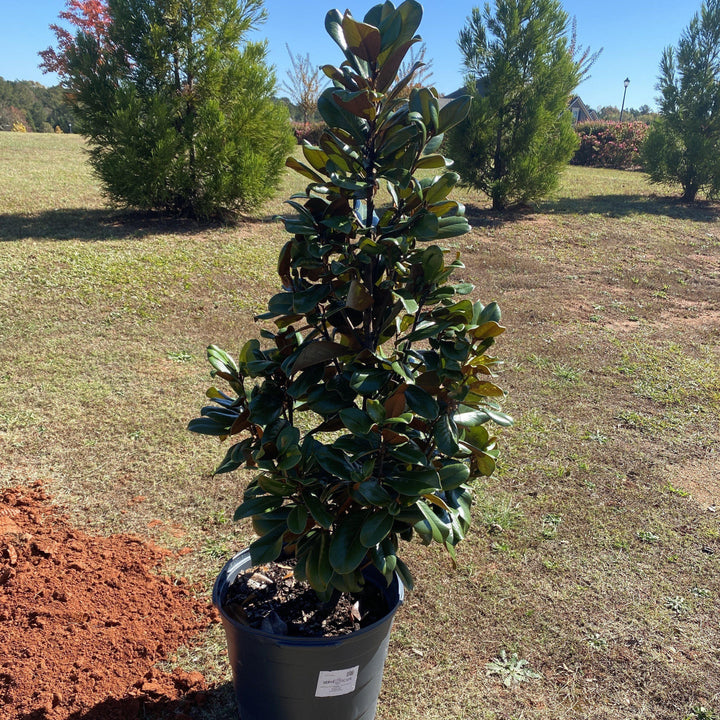 Magnolia grandiflora 'Teddy Bear' ~ Teddy Bear Magnolia-ServeScape
