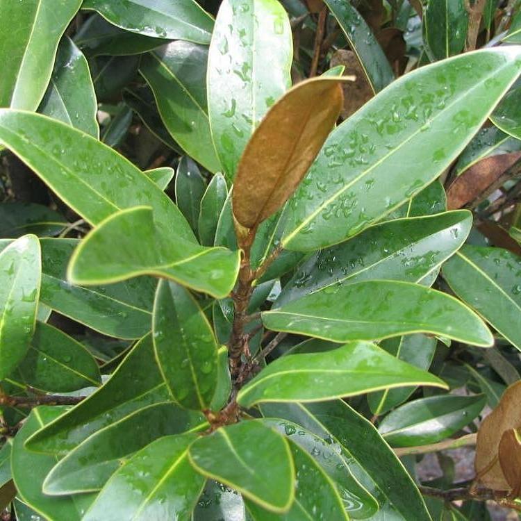 Magnolia grandiflora 'TMGH' ~ Alta™ Southern Magnolia - Delivered By ServeScape