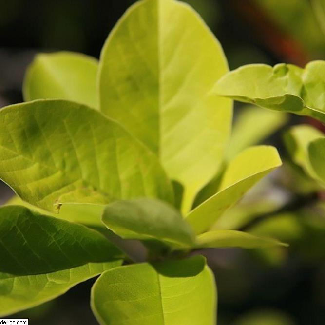 Magnolia loebneri 'Merrill' ~ Merrill Magnolia - Delivered By ServeScape