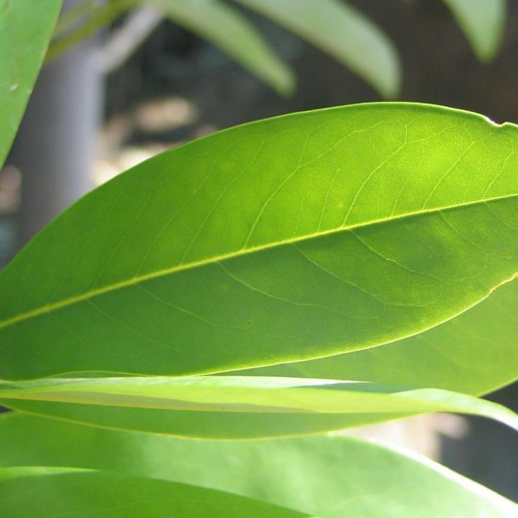 Magnolia virginiana 'Jim Wilson' PP12,065 ~ Moonglow® Sweet Bay Magnolia - Delivered By ServeScape