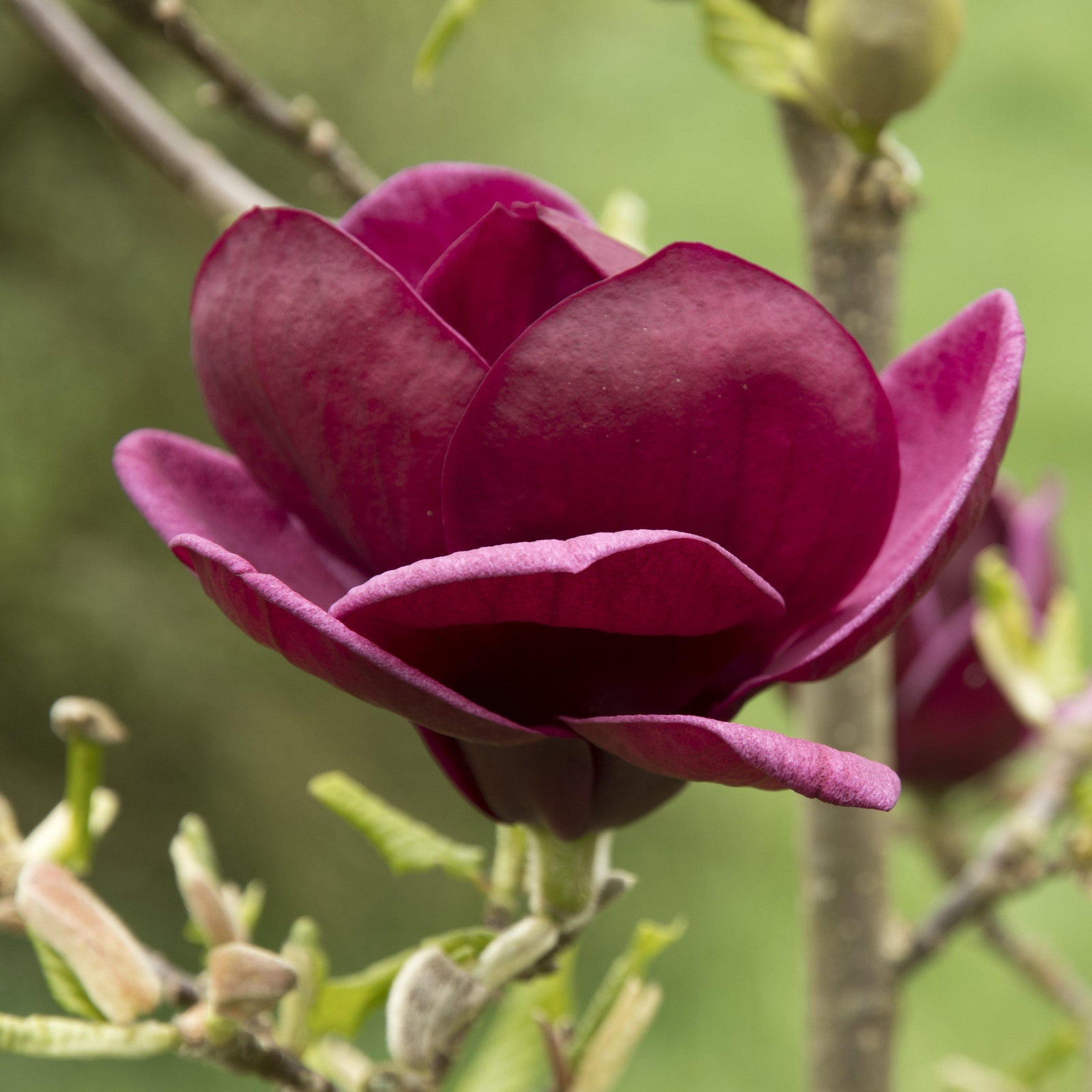 Magnolia x 'Genie' ~ Genie Magnolia-ServeScape
