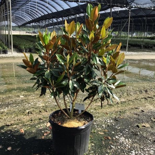 Magnolia grandiflora 'Little Gem' ~ Little Gem Magnolia-ServeScape