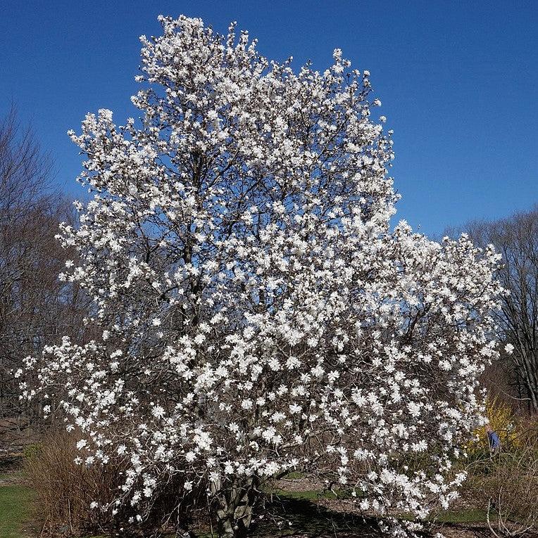 Magnolia stellata 'Centennial' ~ Centennial Star Magnolia-ServeScape