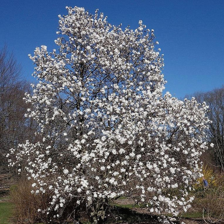 Magnolia stellata 'Centennial' ~ Centennial Star Magnolia-ServeScape