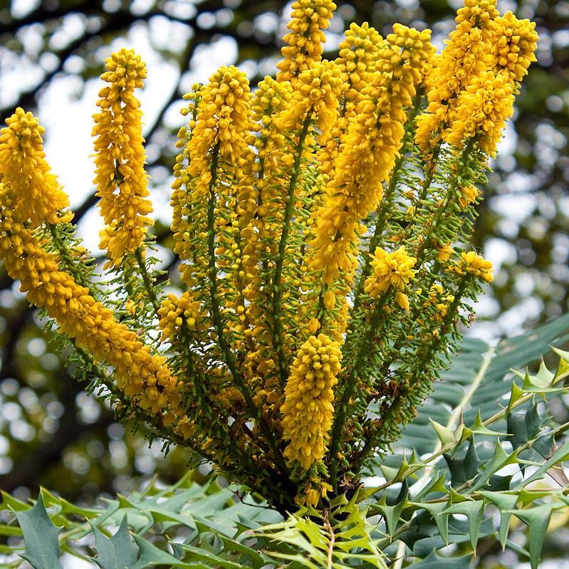 Mahonia × media ‘Marvel’ ~ Marvel Mahonia-ServeScape