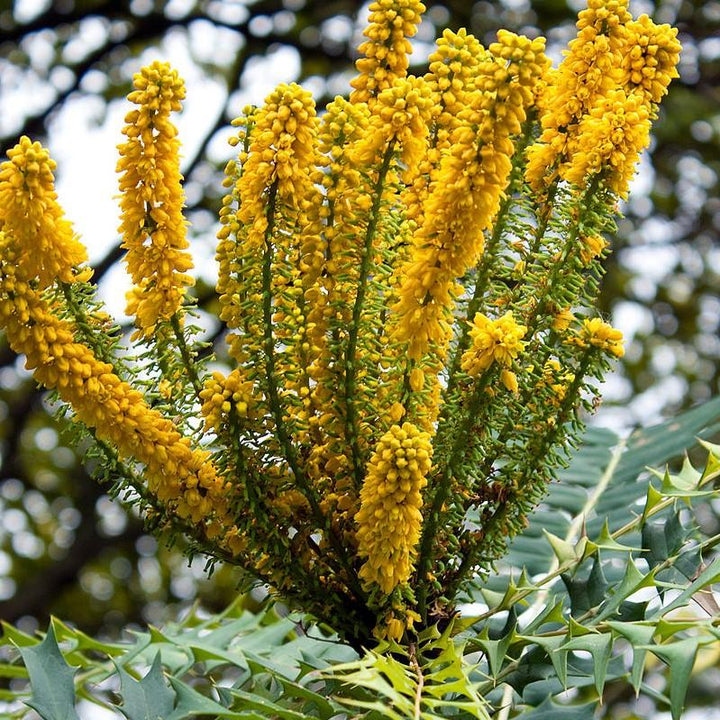 Mahonia × media ‘Marvel’ ~ Marvel Mahonia-ServeScape