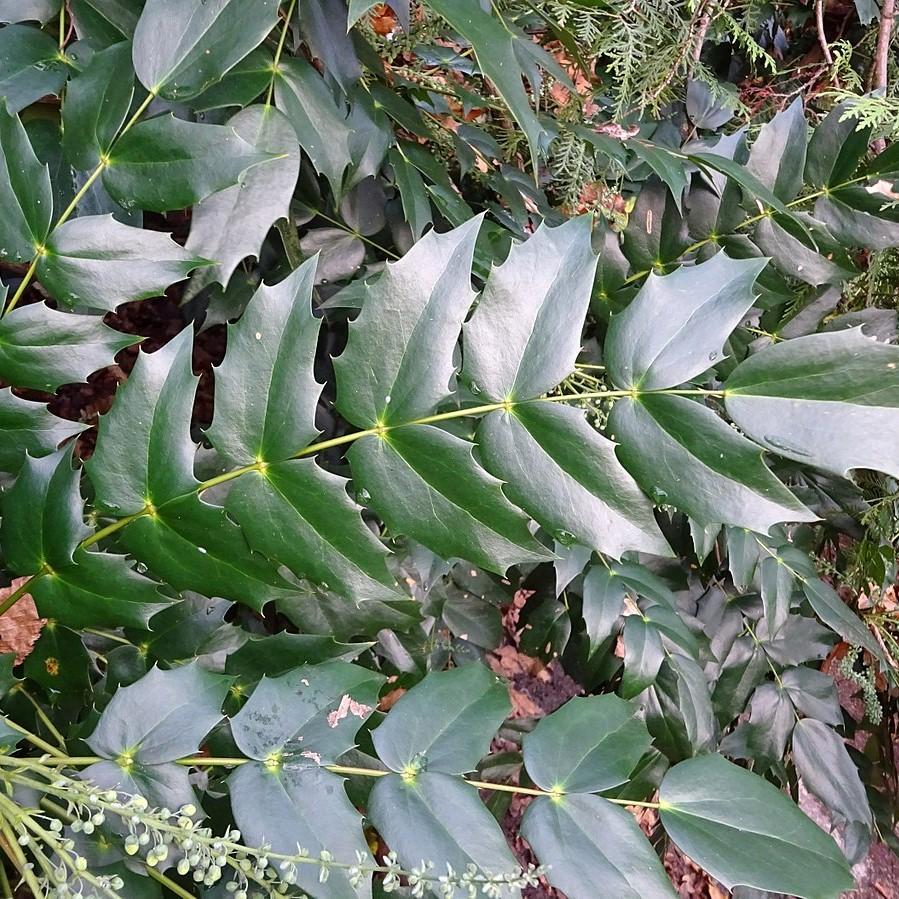 Mahonia × media ‘Marvel’ ~ Marvel Mahonia-ServeScape
