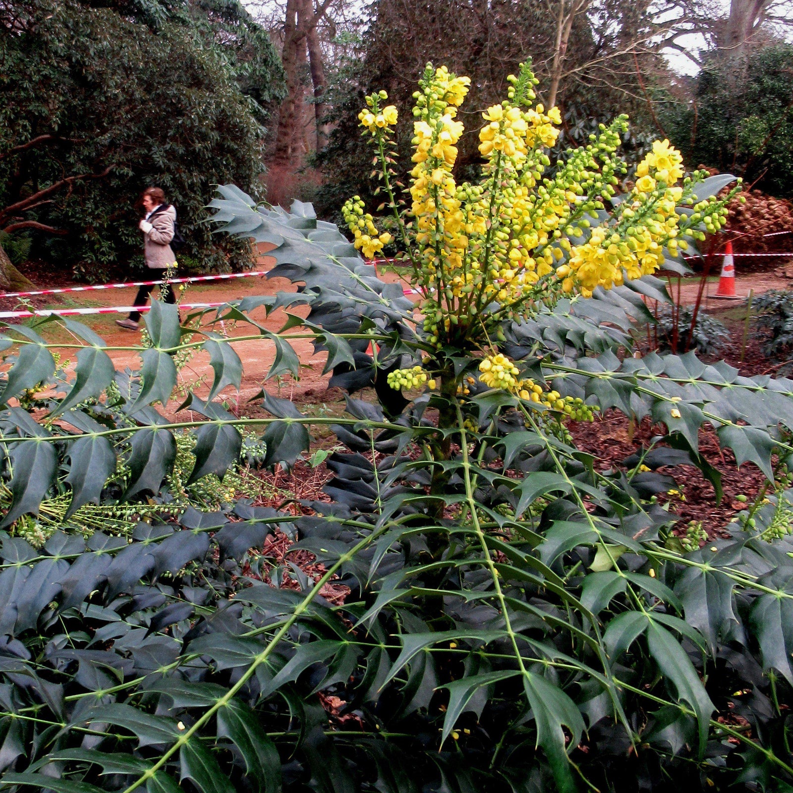 Mahonia × media ‘Marvel’ ~ Marvel Mahonia-ServeScape