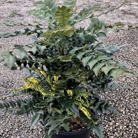 Mahonia × media ‘Winter Sun’ ~ Winter Sun Mahonia-ServeScape