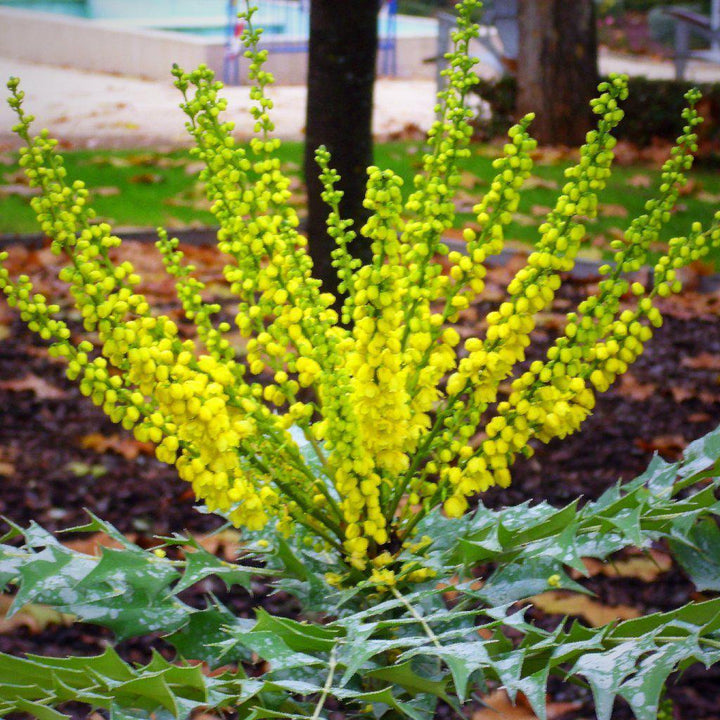 Mahonia × media ‘Winter Sun’ ~ Winter Sun Mahonia - Delivered By ServeScape