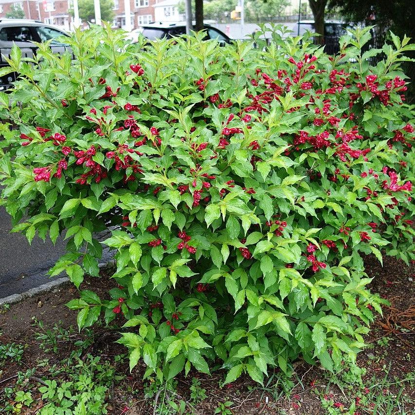 Weigela florida 'Verweig 6' ~ Sonic Bloom® Red Weigela-ServeScape