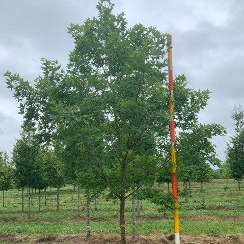 Acer truncatum 'WF-ATI’ PP 20109 ~ Main Street® Shantung Maple-ServeScape
