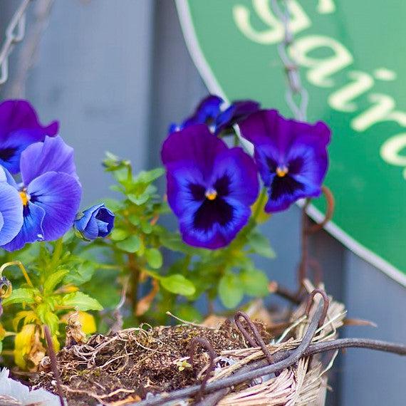 Viola x wittrockiana 'Inspire Plus Blue Velvet' ~ Inspire® Plus Blue Velvet Pansy-ServeScape