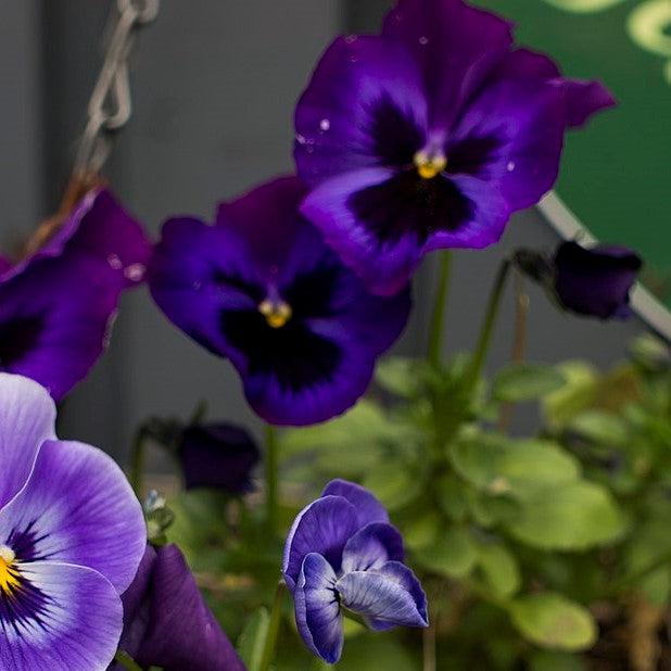 Viola x wittrockiana 'Inspire Plus Blue Velvet' ~ Inspire® Plus Blue Velvet Pansy-ServeScape