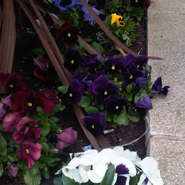 Viola x wittrockiana 'Inspire Plus Violet' ~ Inspire® Plus Violet Pansy-ServeScape