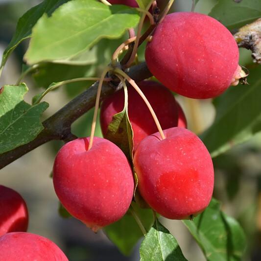 Malus 'Dolgo' ~ Dolgo Crabapple - Delivered By ServeScape