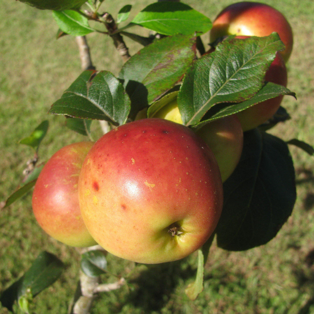 Malus 'Ein Shemer' ~ Ein Shemer Apple - Delivered By ServeScape